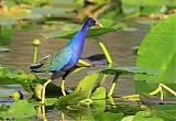 Purple Gallinuleborder=